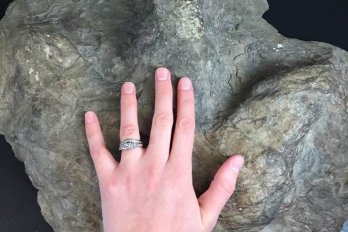 Cast of Eubrontes fossil (3-toe'd dinosaur footprint) with (living) human hand resting upon it.