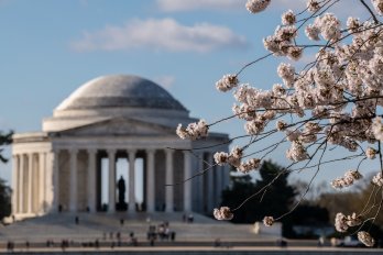 Jefferson Memorial on a blue sky day with blooming cherry blossoms in foreground