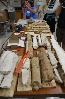 Photo of table with longitudinal slices of stalagmites laid out lengthwise, away from viewer.