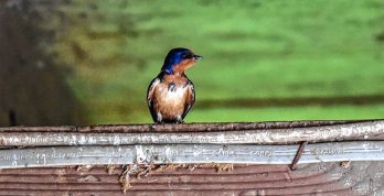 Blue barn swallow perched on piece of wood. Source: Daily Hampshire Gazette